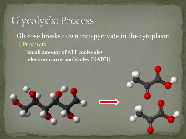 Glycolysis: Process �Glucose breaks down into pyruvate in the cytoplasm �Products: �small amount of