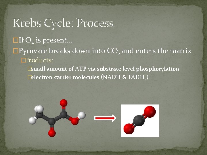 Krebs Cycle: Process �If O 2 is present… �Pyruvate breaks down into CO 2