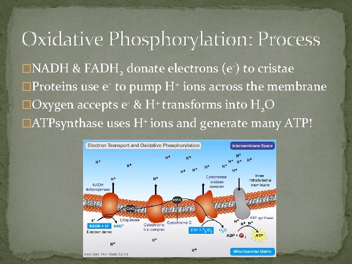 Oxidative Phosphorylation: Process �NADH & FADH 2 donate electrons (e-) to cristae �Proteins use