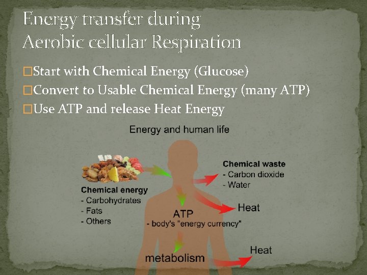 Energy transfer during Aerobic cellular Respiration �Start with Chemical Energy (Glucose) �Convert to Usable