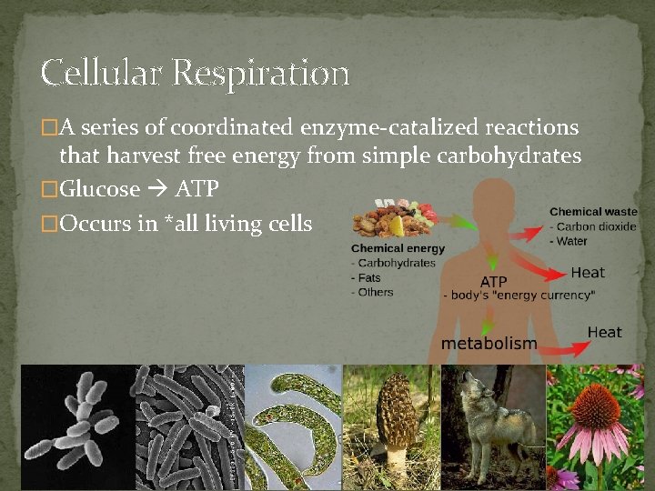 Cellular Respiration �A series of coordinated enzyme-catalized reactions that harvest free energy from simple