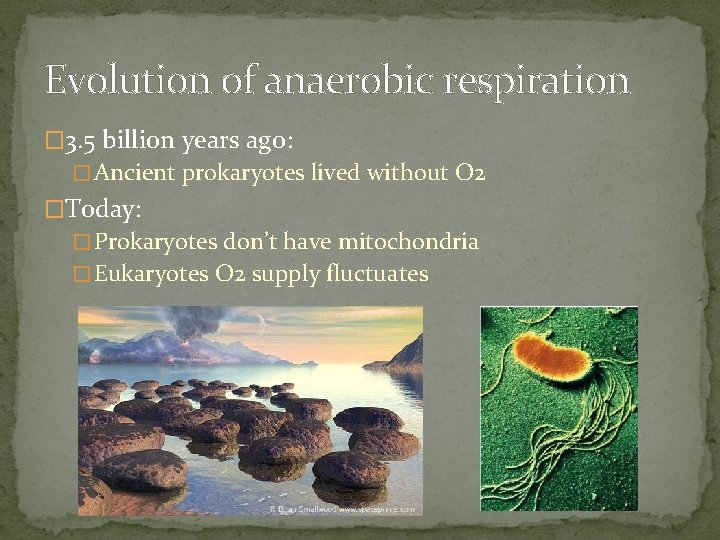 Evolution of anaerobic respiration � 3. 5 billion years ago: � Ancient prokaryotes lived