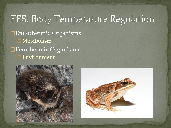 EES: Body Temperature Regulation �Endothermic Organisms � Metabolism �Ect 0 thermic Organisms � Environment