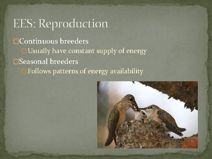 EES: Reproduction �Continuous breeders � Usually have constant supply of energy �Seasonal breeders �