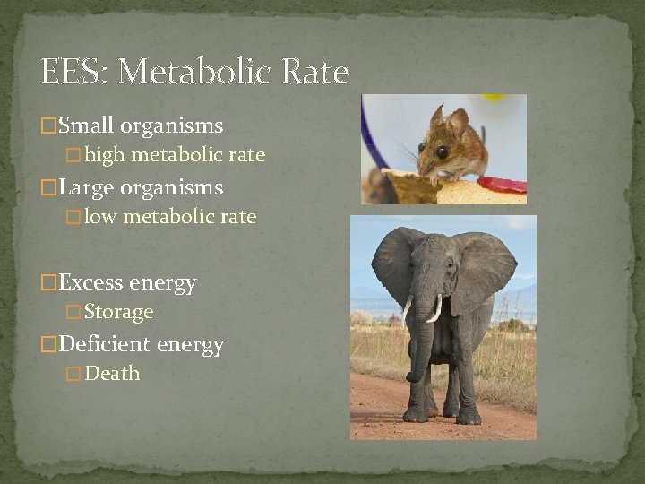 EES: Metabolic Rate �Small organisms � high metabolic rate �Large organisms � low metabolic