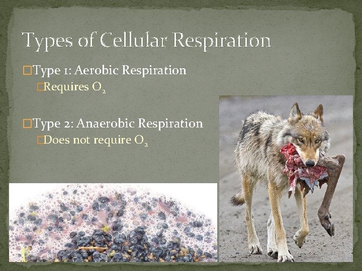 Types of Cellular Respiration �Type 1: Aerobic Respiration �Requires O 2 �Type 2: Anaerobic