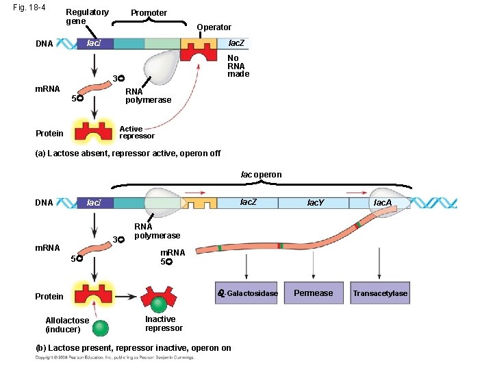 Fig. 18 -4 Regulatory gene Promoter Operator lac. Z lac. I DNA No RNA