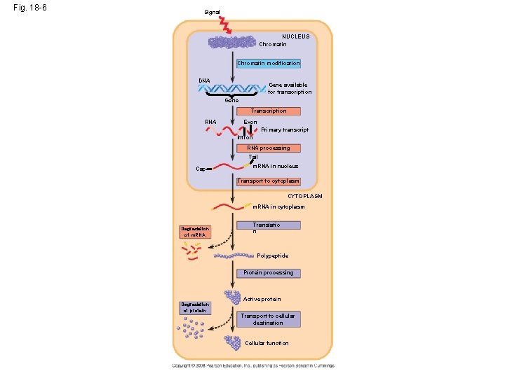 Fig. 18 -6 Signal NUCLEUS Chromatin modification DNA Gene available for transcription Gene Transcription