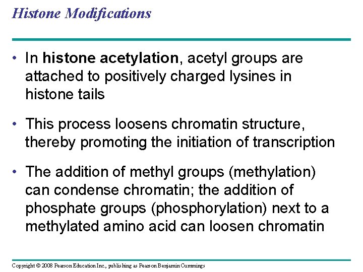 Histone Modifications • In histone acetylation, acetyl groups are attached to positively charged lysines