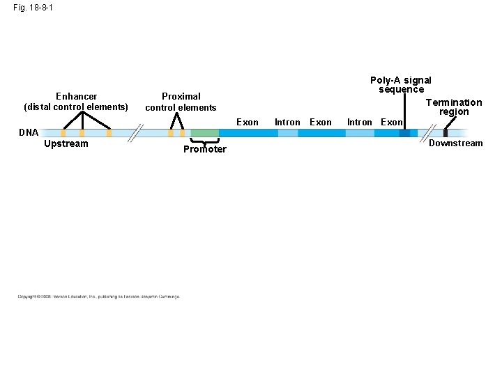 Fig. 18 -8 -1 Enhancer (distal control elements) Poly-A signal sequence Termination region Proximal