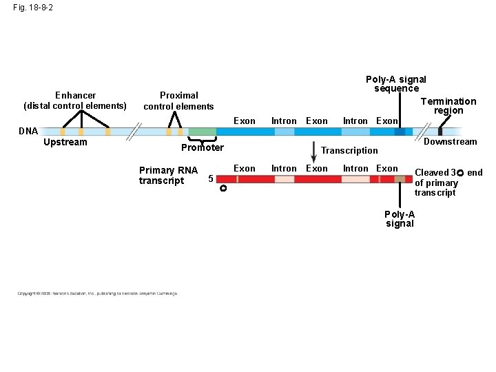 Fig. 18 -8 -2 Enhancer (distal control elements) Poly-A signal sequence Termination region Proximal