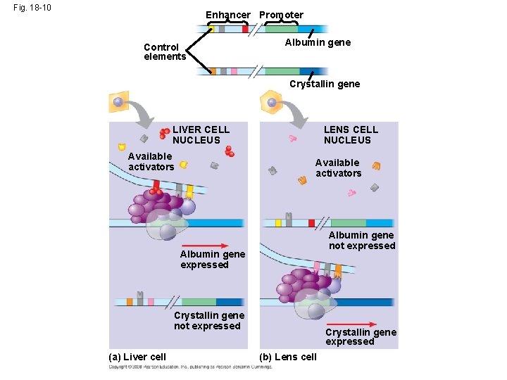 Fig. 18 -10 Enhancer Promoter Control elements Albumin gene Crystallin gene LIVER CELL NUCLEUS