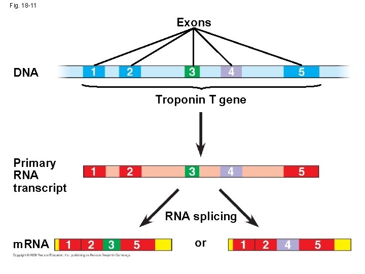 Fig. 18 -11 Exons DNA Troponin T gene Primary RNA transcript RNA splicing m.