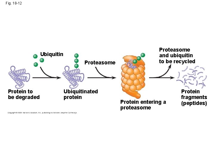 Fig. 18 -12 Ubiquitin Proteasome Protein to be degraded Ubiquitinated protein Proteasome and ubiquitin