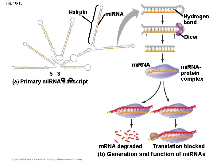 Fig. 18 -13 Hairpin mi. RNA Hydrogen bond Dicer mi. RNA 5 3 (a)