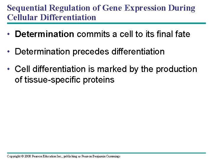 Sequential Regulation of Gene Expression During Cellular Differentiation • Determination commits a cell to
