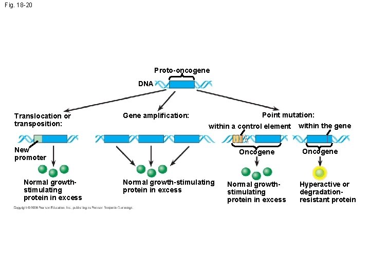 Fig. 18 -20 Proto-oncogene DNA Translocation or transposition: Point mutation: Gene amplification: within a