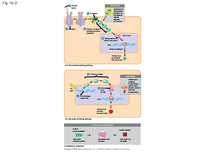 Fig. 18 -21 1 Growth factor MUTATION Hyperactive Ras protein (product of oncogene) issues