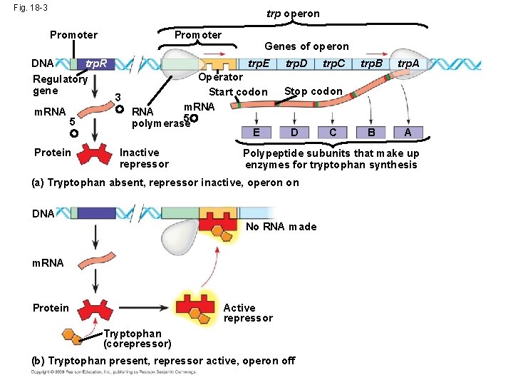 Fig. 18 -3 trp operon Promoter DNA trp. R Regulatory gene m. RNA 5