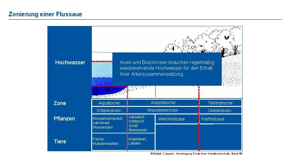 Zonierung einer Flussaue Hochwasser Zone Auen und Biozönosen brauchen regelmäßig wiederkehrende Hochwasser für den