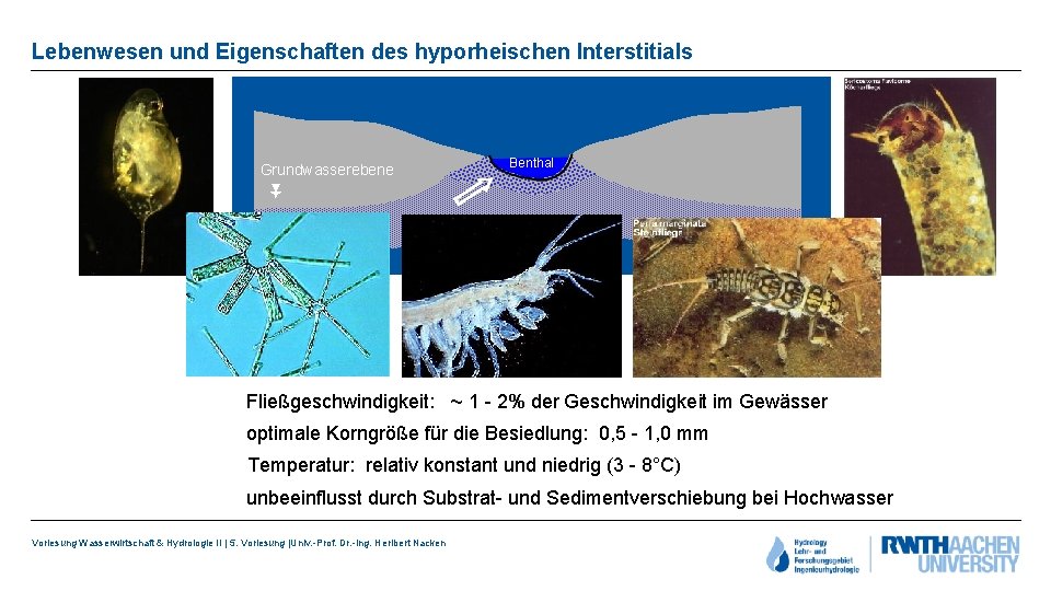 Lebenwesen und Eigenschaften des hyporheischen Interstitials Grundwasserebene Benthal ▼ Fließgeschwindigkeit: ~ 1 - 2%