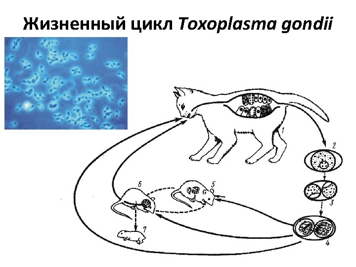Цикл токсоплазмы гондии. Toxoplasma gondii инвазионная стадия. Цикл развития токсоплазмы. Цикл развития токсоплазмы схема. Схема жизненного цикла развития токсоплазмы.