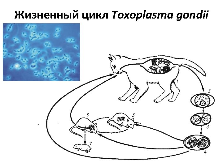 Жизненный цикл Toxoplasma gondii 