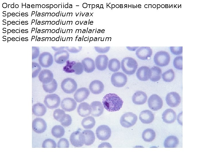 Ordo Haemosporiida Species Plasmodium – Отряд Кровяные споровики vivax ovale malariae falciparum 