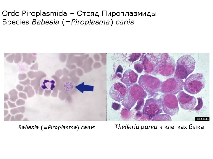 Ordo Piroplasmida – Отряд Пироплазмиды Species Babesia (=Piroplasma) canis Theileria parva в клетках быка