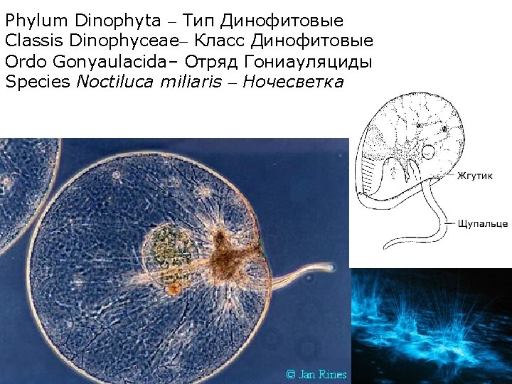 Phylum Dinophyta – Тип Динофитовые Classis Dinophyceae– Класс Динофитовые Ordo Gonyaulacida– Отряд Гониауляциды Species