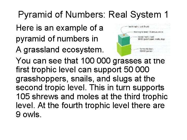 Pyramid of Numbers: Real System 1 Here is an example of a pyramid of Pyramid of Numbers: Real System 1 Here is an example of a pyramid of