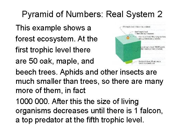 Pyramid of Numbers: Real System 2 This example shows a forest ecosystem. At the Pyramid of Numbers: Real System 2 This example shows a forest ecosystem. At the