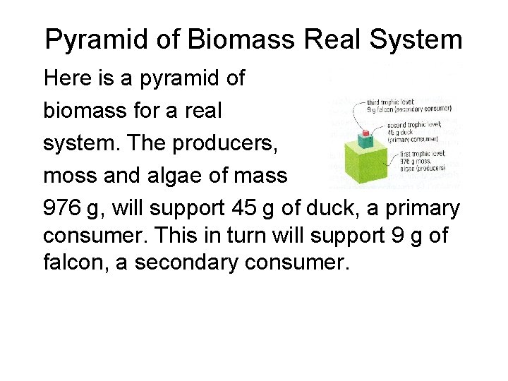 Pyramid of Biomass Real System Here is a pyramid of biomass for a real Pyramid of Biomass Real System Here is a pyramid of biomass for a real