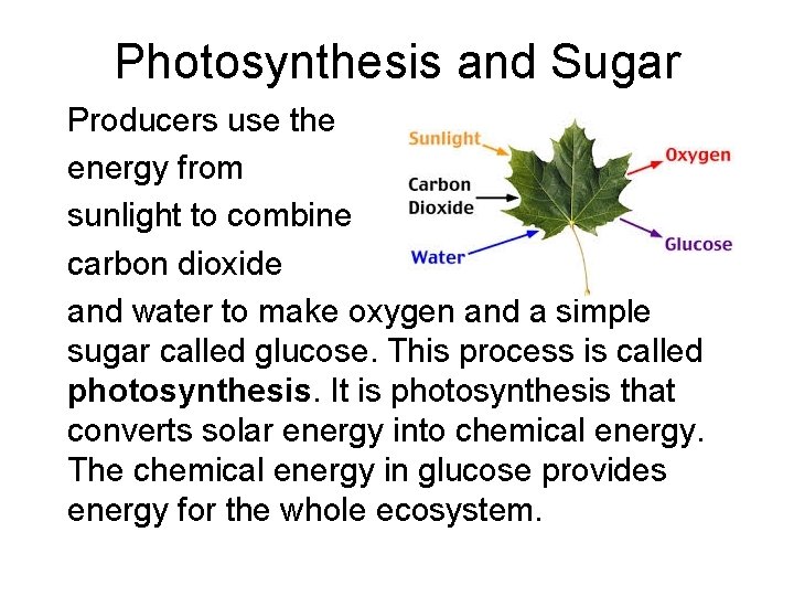 Photosynthesis and Sugar Producers use the energy from sunlight to combine carbon dioxide and Photosynthesis and Sugar Producers use the energy from sunlight to combine carbon dioxide and