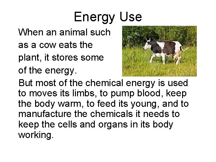 Energy Use When an animal such as a cow eats the plant, it stores Energy Use When an animal such as a cow eats the plant, it stores