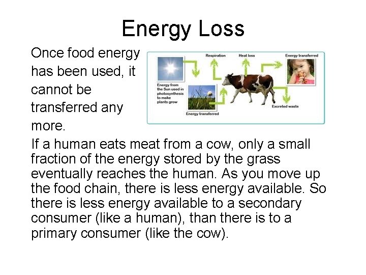 Energy Loss Once food energy has been used, it cannot be transferred any more. Energy Loss Once food energy has been used, it cannot be transferred any more.