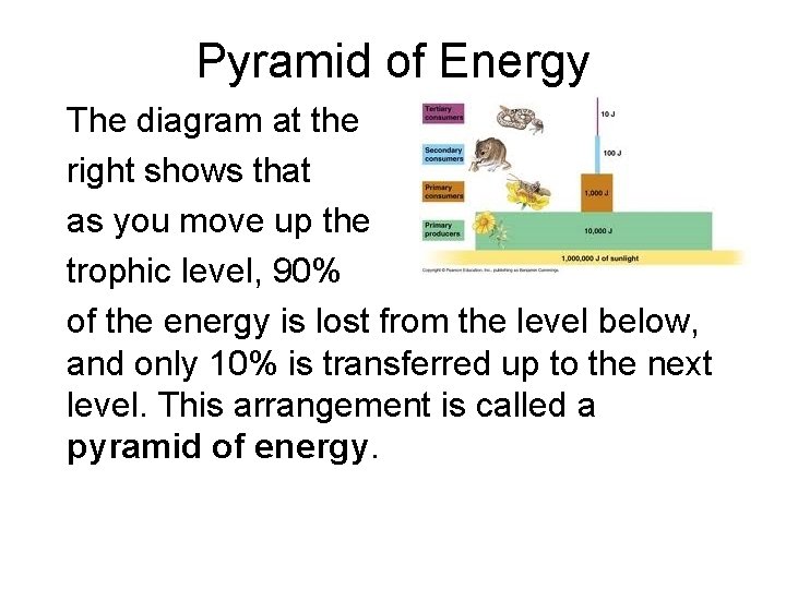 Pyramid of Energy The diagram at the right shows that as you move up Pyramid of Energy The diagram at the right shows that as you move up