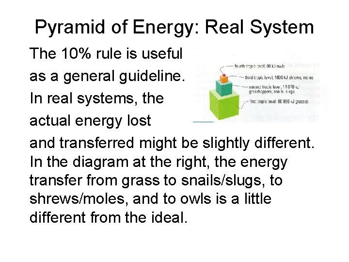Pyramid of Energy: Real System The 10% rule is useful as a general guideline. Pyramid of Energy: Real System The 10% rule is useful as a general guideline.