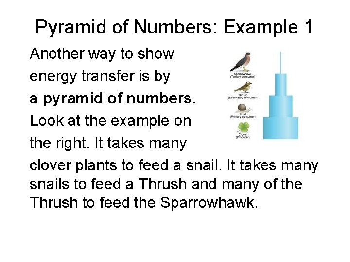 Pyramid of Numbers: Example 1 Another way to show energy transfer is by a Pyramid of Numbers: Example 1 Another way to show energy transfer is by a