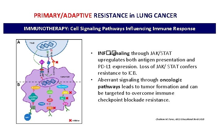 I ASEICA-ASPIC INTERNATIONAL MEETING PRIMARY/ADAPTIVE RESISTANCE in LUNG CANCER IMMUNOTHERAPY: Cell Signaling Pathways Influencing