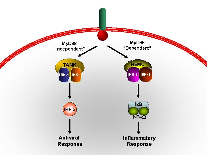 TLR-3/4 My. D 88 “Independent” My. D 88 “Dependent” TANK NEMO TBK-1 IKKi IKK-1