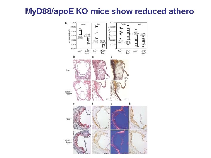 My. D 88/apo. E KO mice show reduced athero 