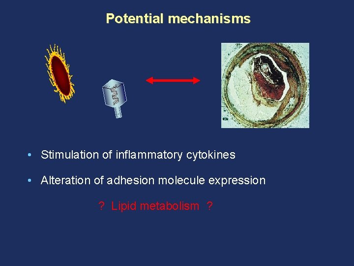 Potential mechanisms • Stimulation of inflammatory cytokines • Alteration of adhesion molecule expression ?