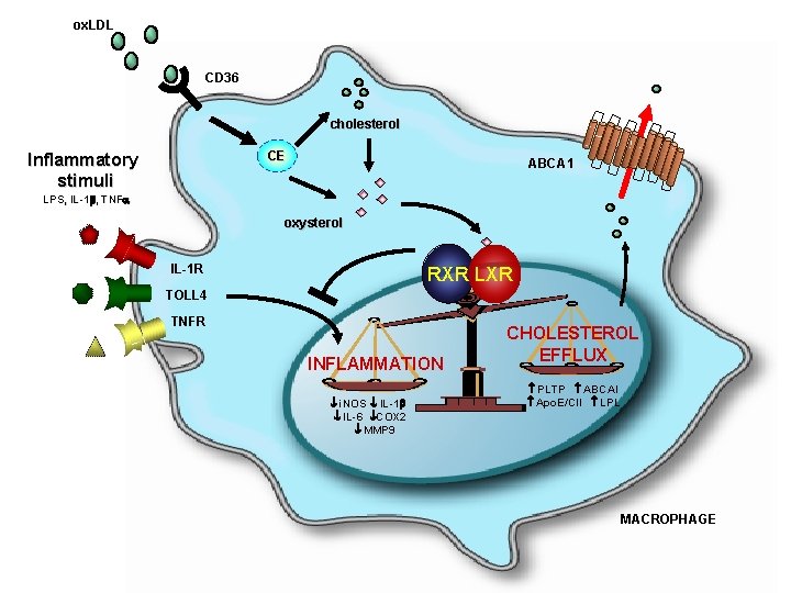 ox. LDL CD 36 cholesterol CE Inflammatory stimuli ABCA 1 LPS, IL-1 , TNFa