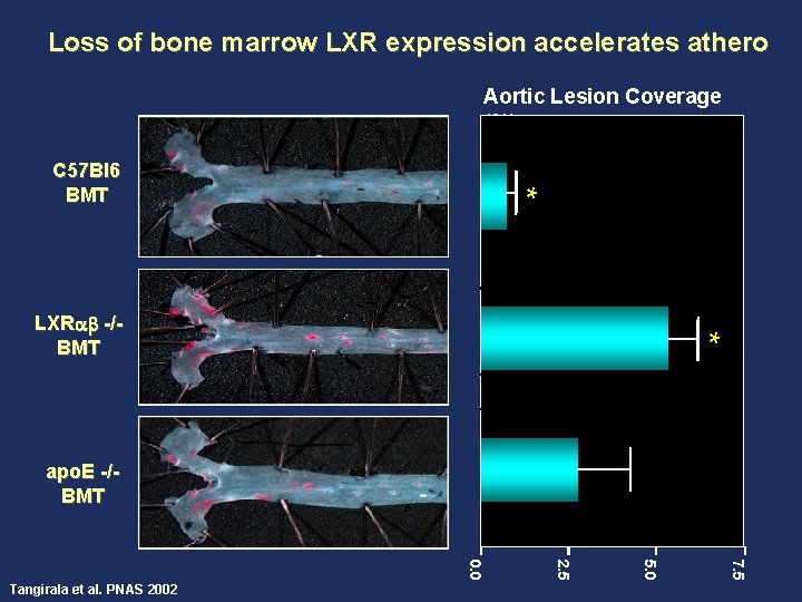 Loss of bone marrow LXR expression accelerates athero Aortic Lesion Coverage (%) * C