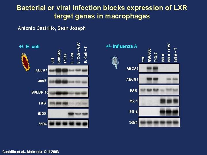 Bacterial or viral infection blocks expression of LXR target genes in macrophages ABCA 1