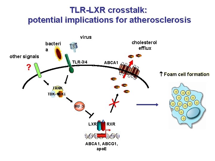 TLR-LXR crosstalk: potential implications for atherosclerosis virus cholesterol efflux bacteri a other signals C