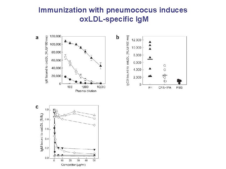 Immunization with pneumococus induces ox. LDL-specific Ig. M 