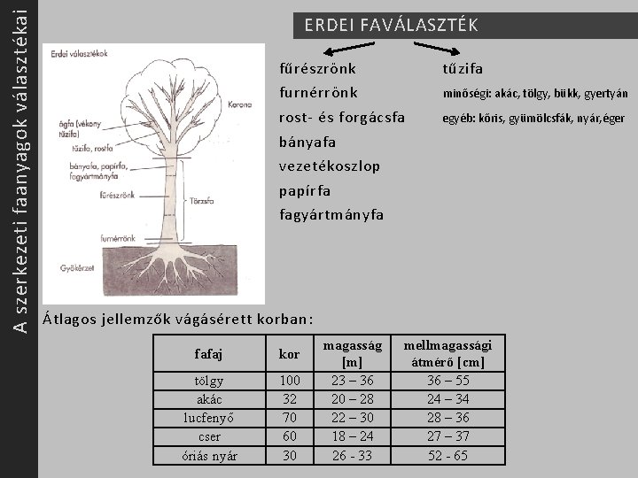 A szerkezeti faanyagok választékai ERDEI FAVÁLASZTÉK fűrészrönk tűzifa furnérrönk minőségi: akác, tölgy, bükk, gyertyán