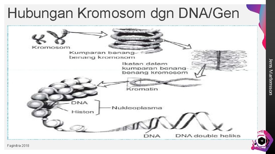 Jelaskan hubungan antara struktur kromosom gen dan dna
